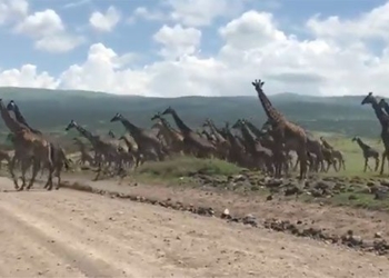 unique scenery of a giraffe pulling across the road causing traffic to be crippled 117747