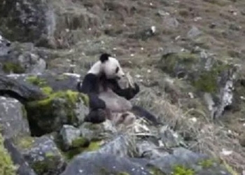 unusual eating behavior of bears in china 117393