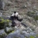 unusual eating behavior of bears in china 117393