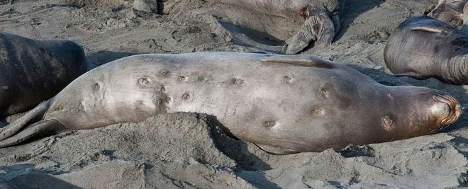 Bite marks of a cookiecutter shark on a seal.