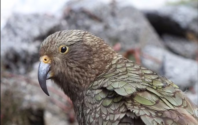 Kea Parrot