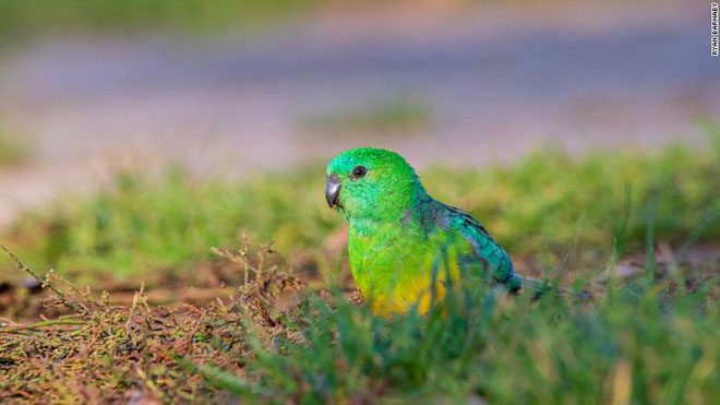A red-crowned parrot, one of the bird species with increased beak size