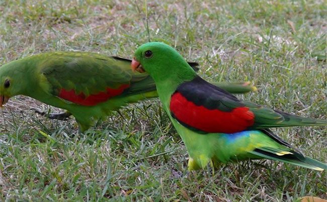 Ripe mangoes, despite having very low ethanol content, can still intoxicate the parrots.