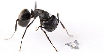Comparison of the size of a "flying microchip" with a common ant.
