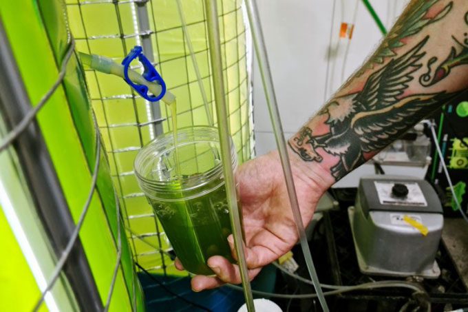 Microalgae sample from the bioreactor.
