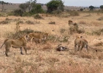 video 3 lions fighting with each other what happens in the end 115786