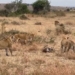 video 3 lions fighting with each other what happens in the end 115786