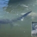 video alligator baiting on the water surface at boat 117248