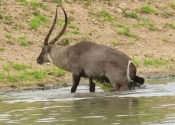 video alligator catches waterbuck escapes miraculously 116463