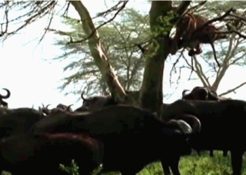 video bee stung wild boar hunting fearsome lion climbing cold tree disaster 117758