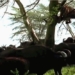 video bee stung wild boar hunting fearsome lion climbing cold tree disaster 117758