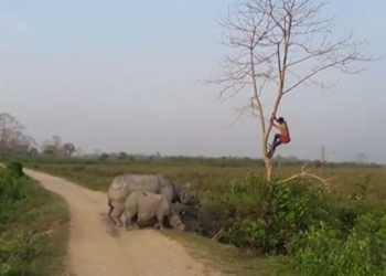 video being chased by a nightmare man climbing a tree 116785