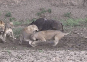 video being hit by a bull in the forest still escaping death due to the action of 2 lions 117667