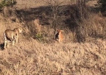 video being hunted by a giraffe with strange actions acting violently 117024