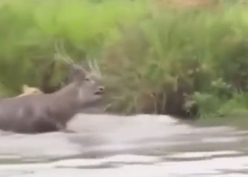 video being hunted by a lion during a water battle 116041