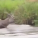 video being hunted by a lion during a water battle 116041