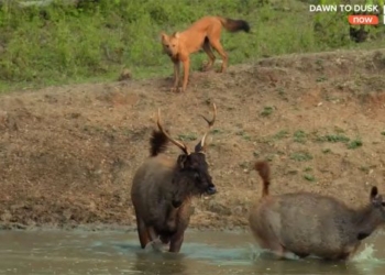 video being spotlighted by the population about sambar deer still surviving mysteriously due to this decision 116075