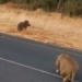 video big forest dying before lion dont believe you 116289