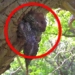 video bird catching ant nest just dropped a light bulb fast quickly sneaked into the tree and caught 4 chicks 115719