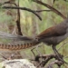 video bird sound similar to laser gun 57098