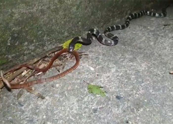 video bitten by snake urgent snake recovery extremely unique also has shocking ending 116100