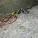 video bitten by snake urgent snake recovery extremely unique also has shocking ending 116100