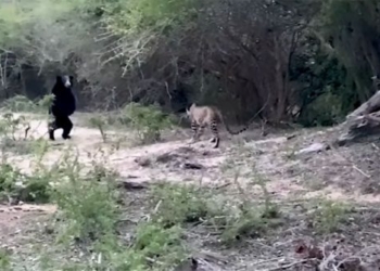 video black bear appears in the storm with a surprising ending 117206