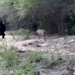 video black bear appears in the storm with a surprising ending 117206