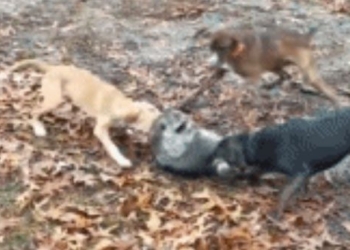 video cat and mouse attack on supply chain can it escape 116028