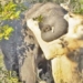 video catfish attack with lion forest human takes the final confrontation 116919