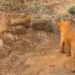 video cay mangut doi dau cho du con nao se chien thang trong cuoc chien nay 116886
