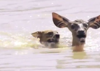 video deer from horror war with king dog 116204
