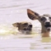 video deer from horror war with king dog 116204