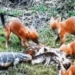 video den ho hay bao con e ngai doi dau soi lua the nhung ky da da co hanh dong lieu linh 116372