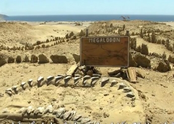 video discovery of the giant hammerhead shark megalodon 117008