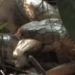 video dong sound in the dust and the scene of the mangrove forest that did not die quickly with the horrified face 116408