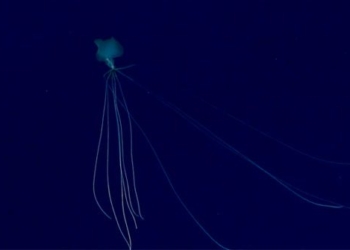 video extremely rare clip of the long arm sea monster after 117164