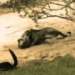 video fish rai suddenly exposed to the sun what will happen to its fate 116324