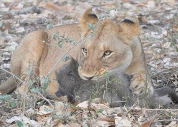 video flying lion ugly when wearing high heeled shoes kills the mouse 116481