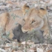 video flying lion ugly when wearing high heeled shoes kills the mouse 116481