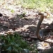 video for home from battle snake on the road and the ending 116547