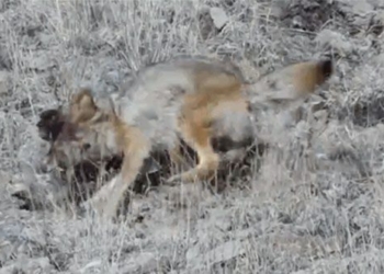 video for long legs battle of the sun lion nature 5 times and an unexpected ending 117808