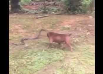 video for pitbull from horrific fight with python 117187
