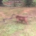 video for pitbull from horrific fight with python 117187