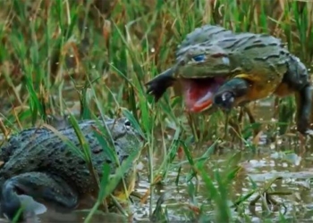 video frog fights horrifying battle for custody 116802