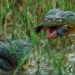 video frog fights horrifying battle for custody 116802