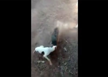 video heroic pitbull attacks large wild boar in return ambush surprising everyone 117591