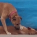 video hopes to awaken you from being hit to death 117437