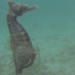 video horse fishing duc oan minh births hundreds of young 67882