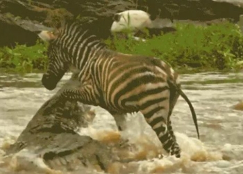 video horse lives miraculously before floods and giant alligators 116391